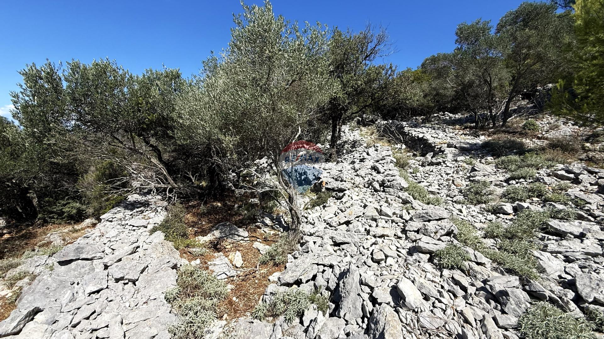 Veli Lošinj, Poljoprivredno zemljište sa maslinikom