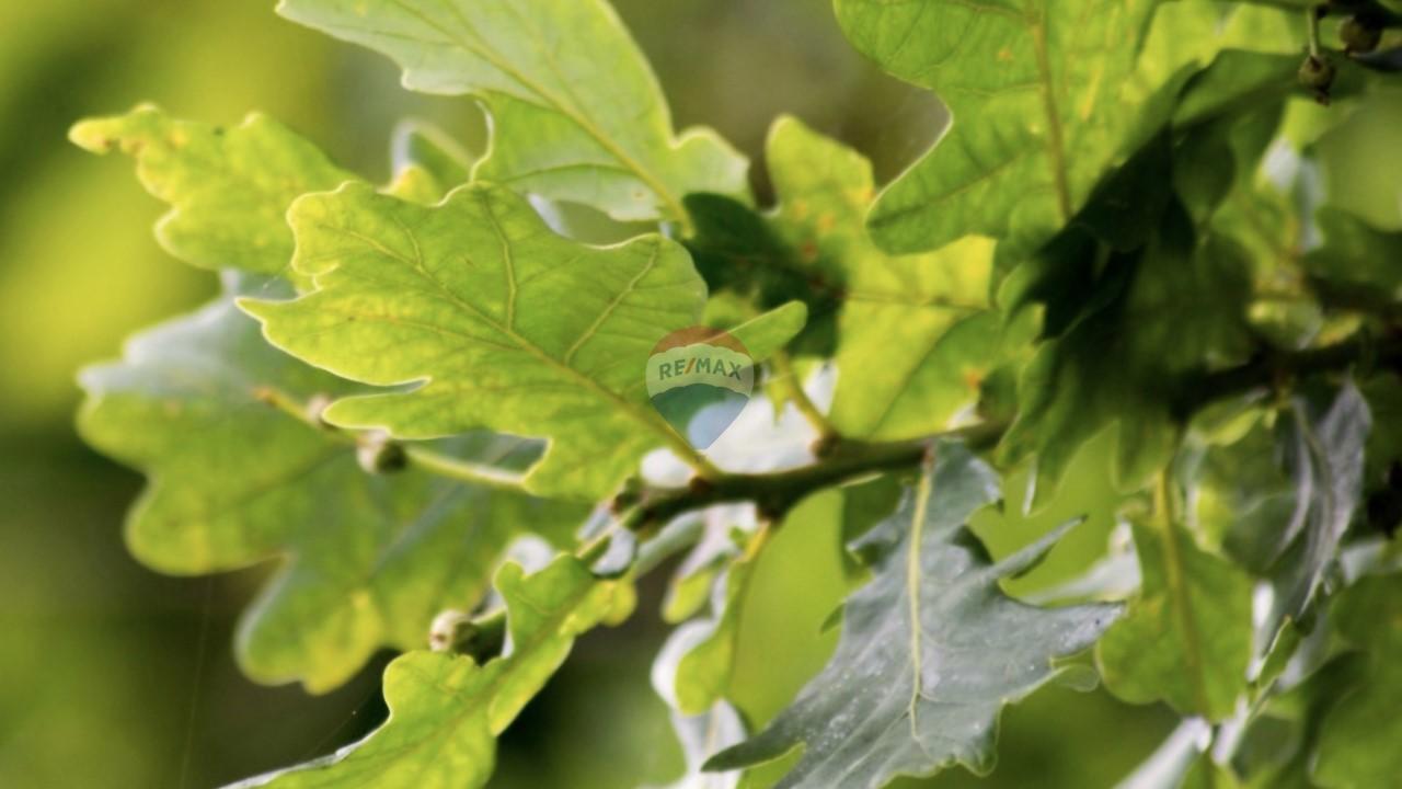 Istra, Momjan, &Scaron;trika-&scaron;uma