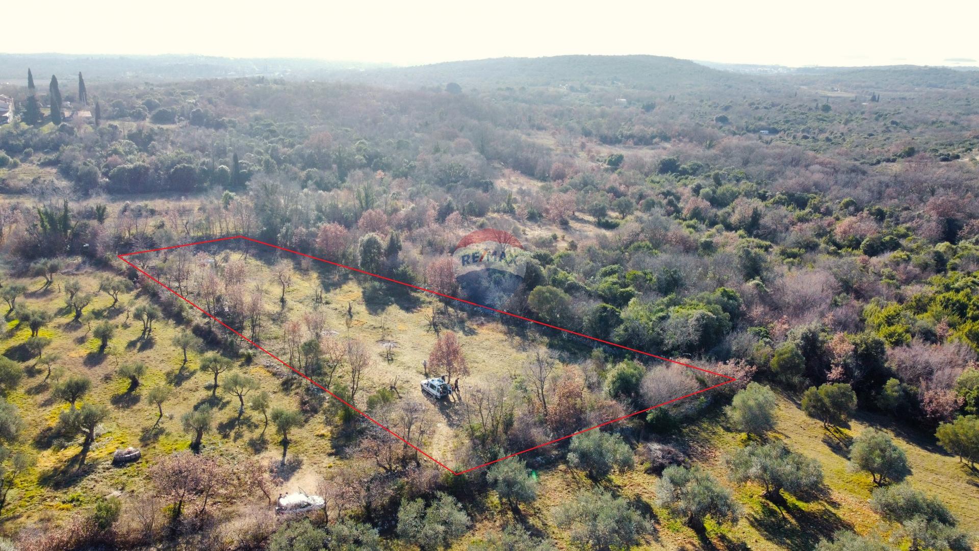 Rovinj okolica - predivan maslinik 