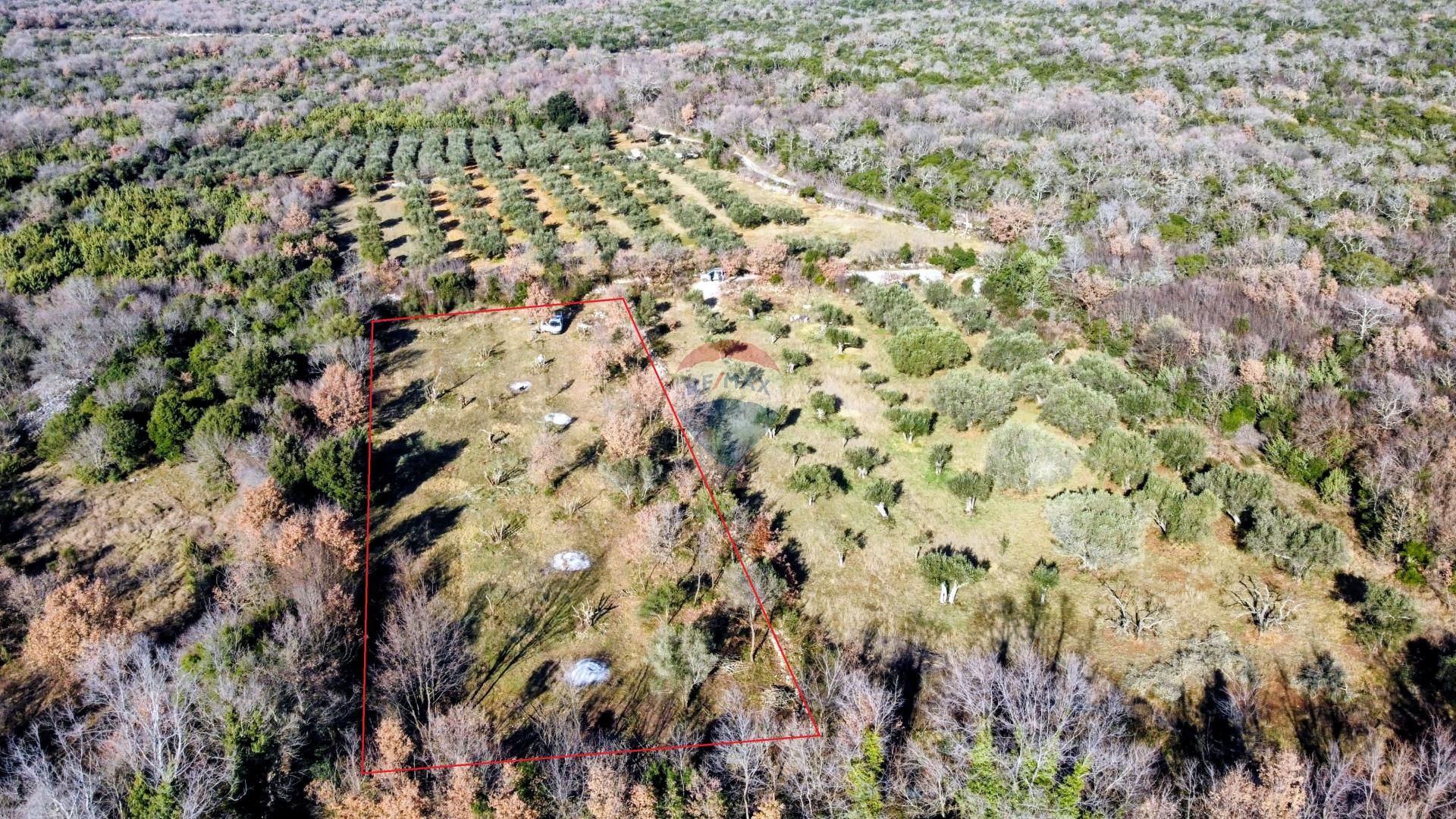 Rovinj okolica - predivan maslinik 