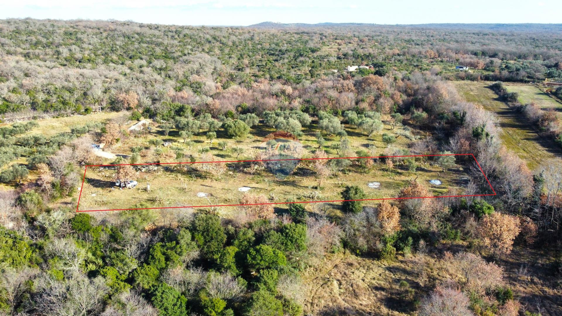 Rovinj okolica - predivan maslinik 