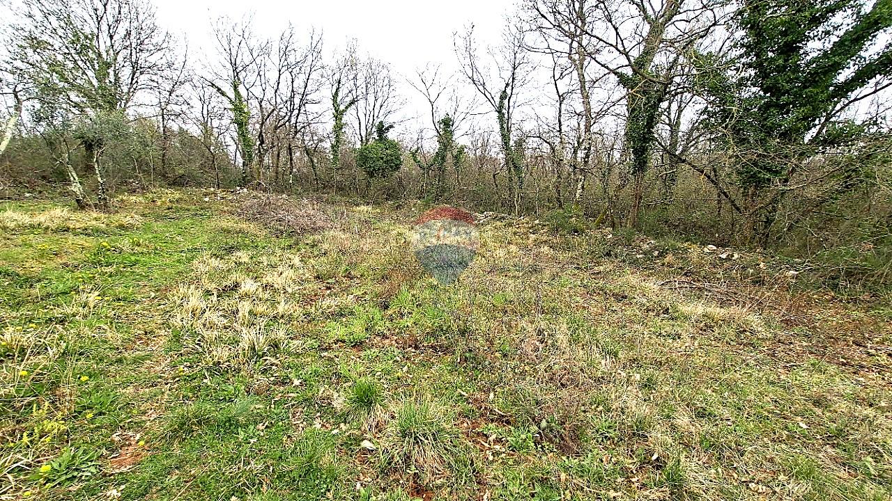 Istra,Buje,Kaštel maslinik