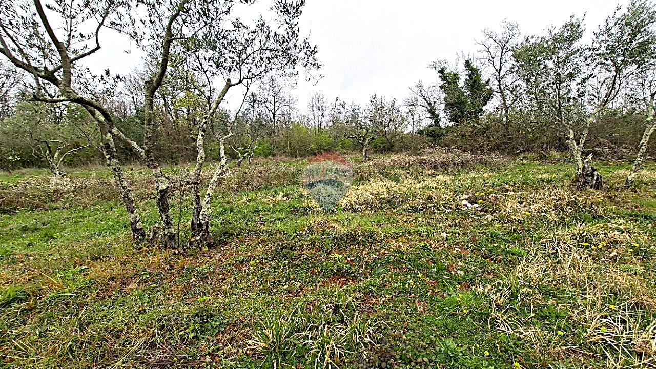 Istra,Buje,Kaštel maslinik