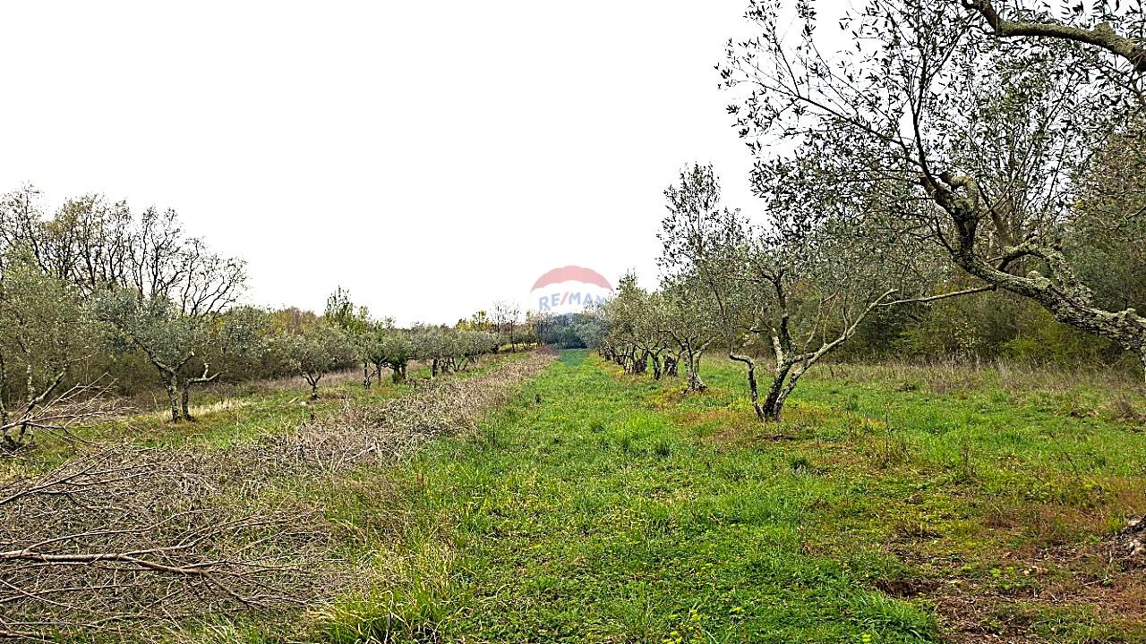 Istra,Buje,Ka&scaron;tel maslinik