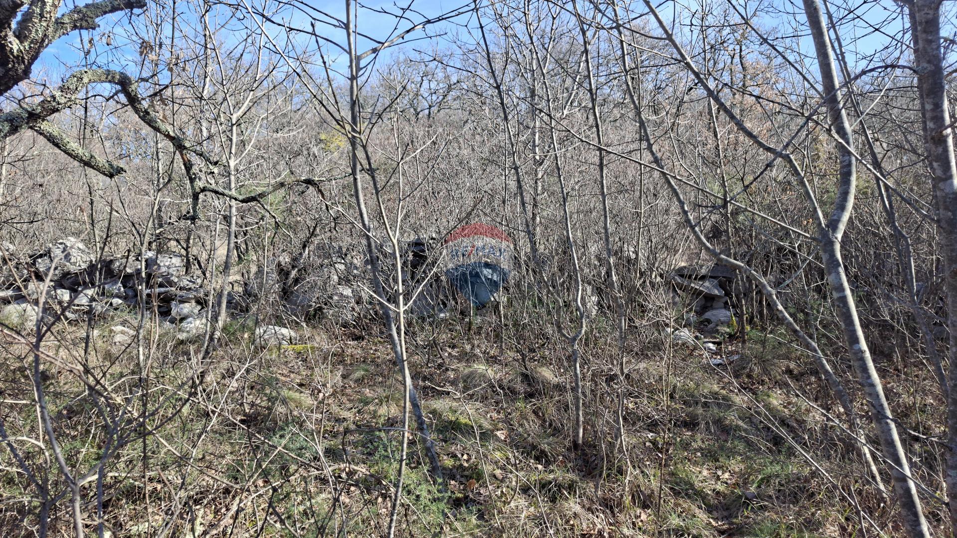 Istra,Buje,&scaron;uma