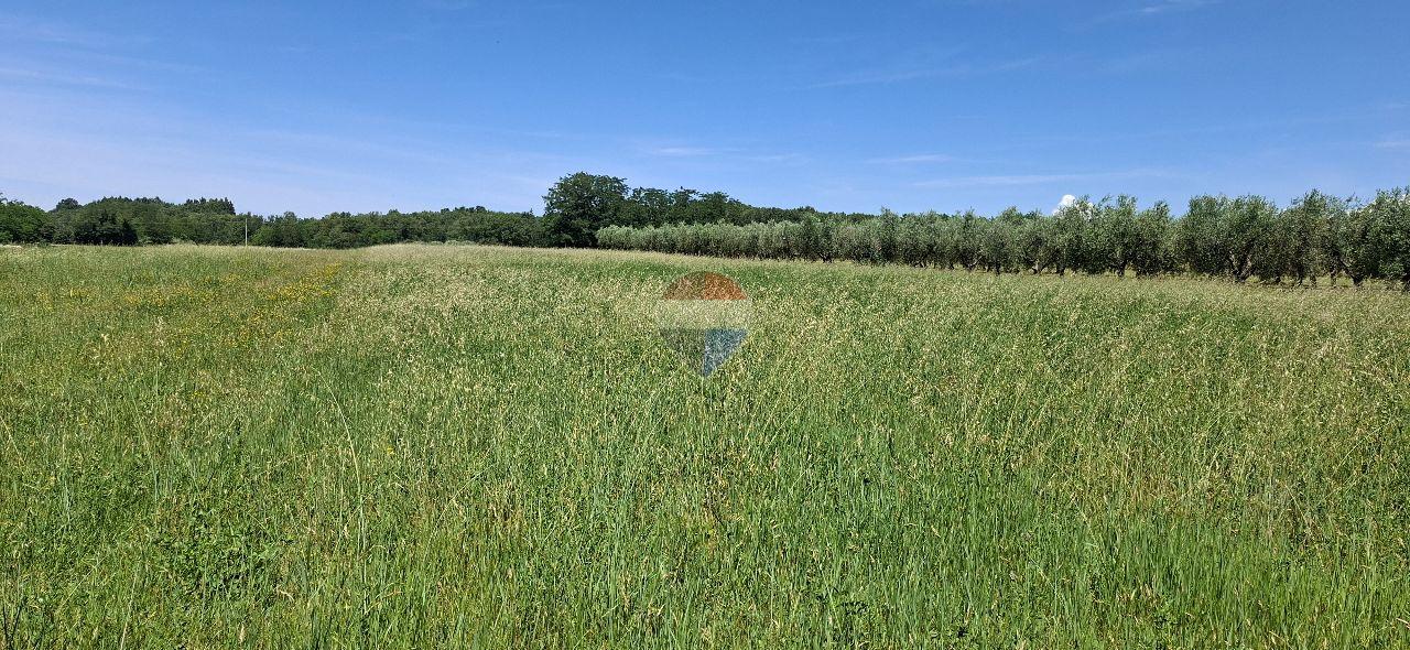 Nicht-strukturelle Land Brtonigla, 5.740m2