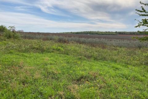 Non-structural plot Mugeba, Poreč, 30.442m2