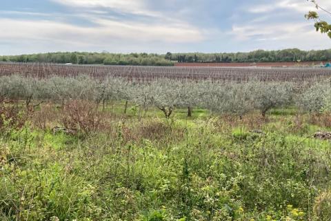 Non-structural plot Mugeba, Poreč, 30.442m2