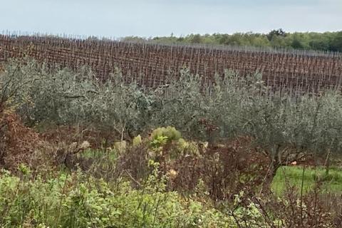 Non-structural plot Mugeba, Poreč, 30.442m2