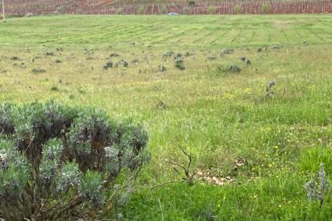 Non-structural plot Mugeba, Poreč, 30.442m2