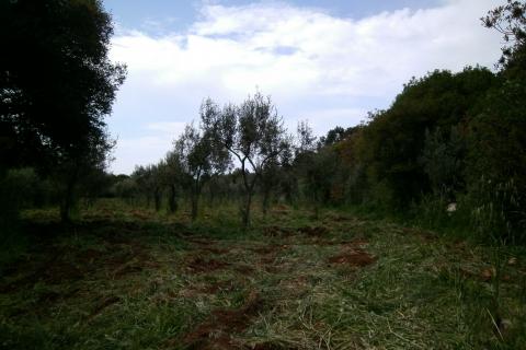 Земельный участок нестроительного назначения Fažana, 4.340m2