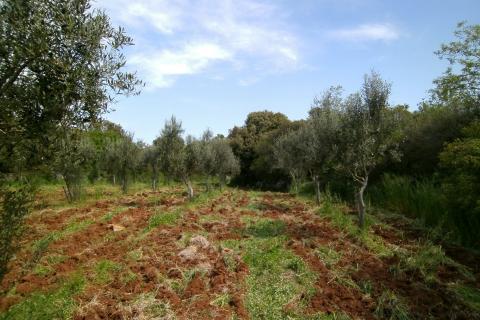 Земельный участок нестроительного назначения Fažana, 4.340m2