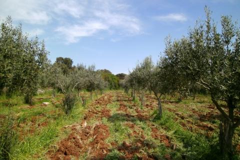 Земельный участок нестроительного назначения Fažana, 4.340m2