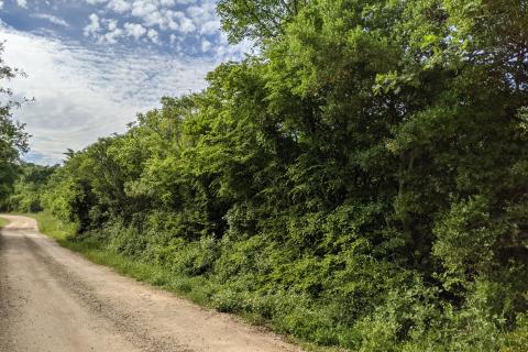 Istra, Rovinjsko Selo - šuma 8220 m2 na rubu urbanizacije