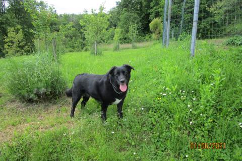 House Veprinac, Opatija - Okolica, 406m2