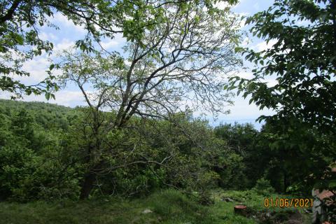 House Veprinac, Opatija - Okolica, 406m2