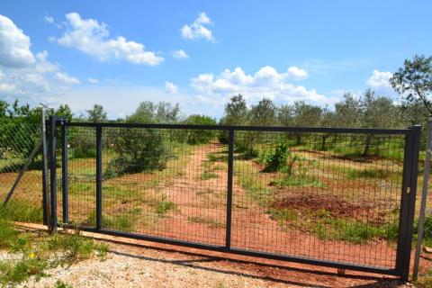 Novigrad, maslinik površine 14349 m2 s gospodarskom zgradom