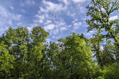 Non-structural plot Rovinjsko Selo, Rovinj, 16.836m2