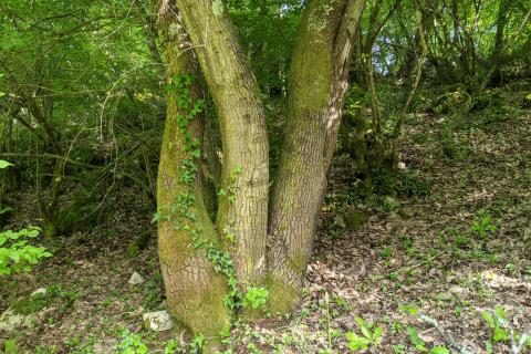 Non-structural plot Rovinjsko Selo, Rovinj, 16.836m2