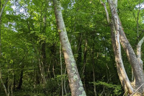 Non-structural plot Rovinjsko Selo, Rovinj, 16.836m2