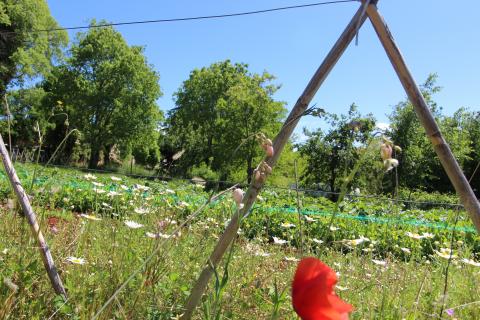 Земельный участок строительного назначения Kaštelir, Kaštelir-Labinci, 1.550m2