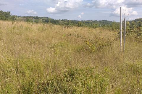 Nova Vas, Brtonigla, 30.434m2