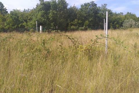 Nova Vas, Brtonigla, 30.434m2