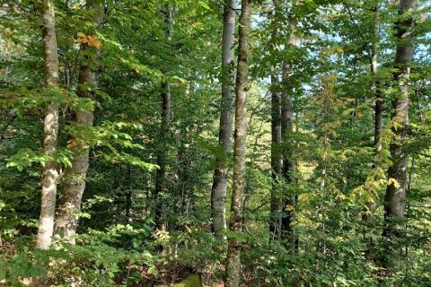 Земельный участок строительного назначения Slavica, Fužine, 4.000m2