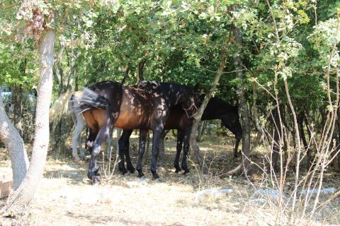Non-structural plot Sveti Lovreč, 12.796m2