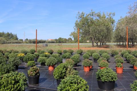 Istra, Poreč, Parcela u okolici Poreča od 10.197 m2 s 3 plastenika