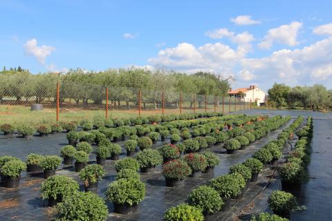 Istra, Poreč, Parcela u okolici Poreča od 10.197 m2 s 3 plastenika