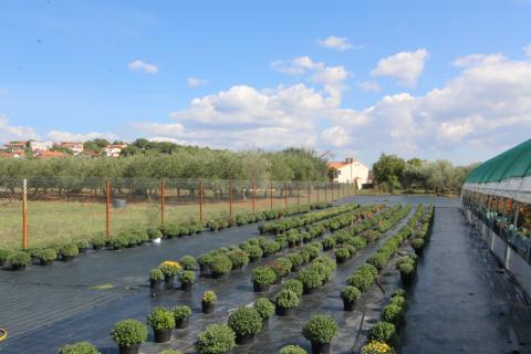 Istra, Poreč, Parcela u okolici Poreča od 10.197 m2 s 3 plastenika