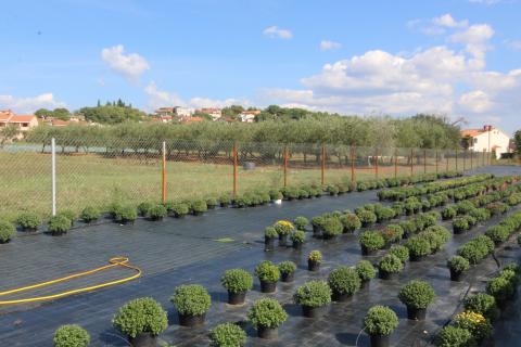 Istra, Poreč, Parcela u okolici Poreča od 10.197 m2 s 3 plastenika