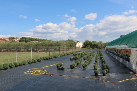 Istra, Poreč, Parcela u okolici Poreča od 10.197 m2 s 3 plastenika