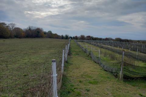 Земельный участок нестроительного назначения Krnica, Marčana, 5.460m2