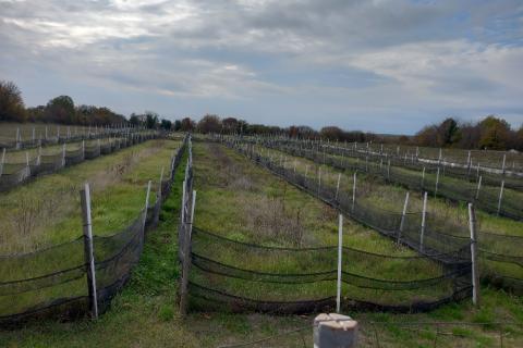 Земельный участок нестроительного назначения Krnica, Marčana, 5.460m2