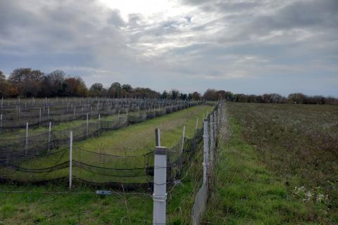 Земельный участок нестроительного назначения Krnica, Marčana, 5.460m2