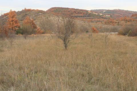 Bauland Momjan, Buje, 8.039m2