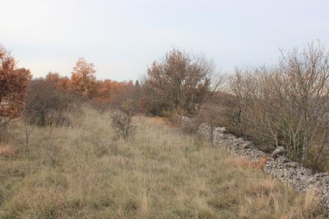 Bauland Momjan, Buje, 8.039m2