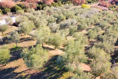 Casa Rovinjsko Selo, Rovinj, 350m2