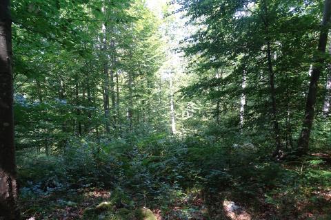 Земельный участок нестроительного назначения Sunger, Mrkopalj, 5.630m2