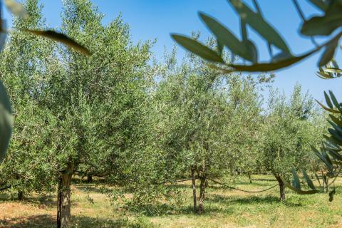 Istra, okolica Fažane Vodnjan, autohtona istarska stancija sa pogledom na more