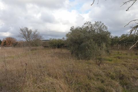 Fažana, poljoprivredno zemljište od 1.140 m2