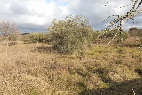 Fažana, poljoprivredno zemljište od 1.140 m2