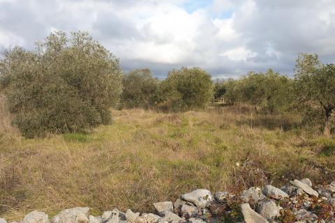 Fažana, poljoprivredno zemljište od 1.140 m2