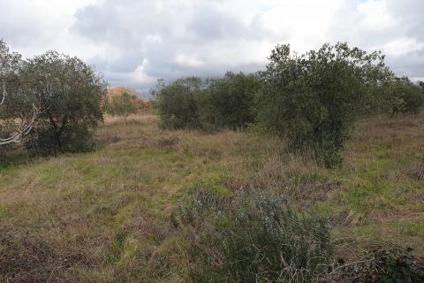 Fažana, poljoprivredno zemljište od 1.140 m2