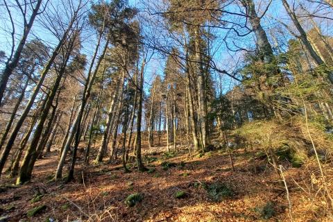 Niet bouwgrond Delnice, 8.341m2