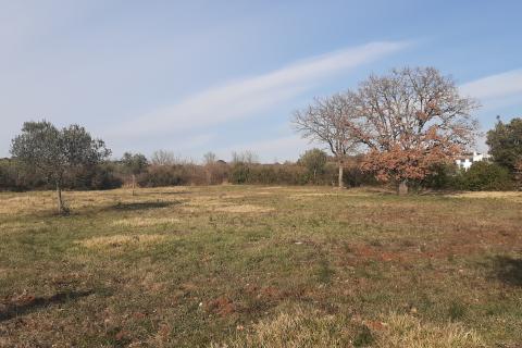 Istra, Rovinj, lijepa poljoprivredna parcela 