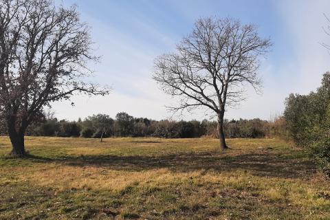 Istra, Rovinj, lijepa poljoprivredna parcela 