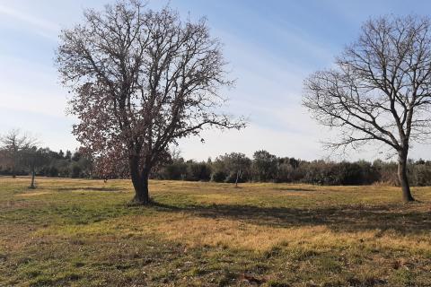 Istra, Rovinj, lijepa poljoprivredna parcela 